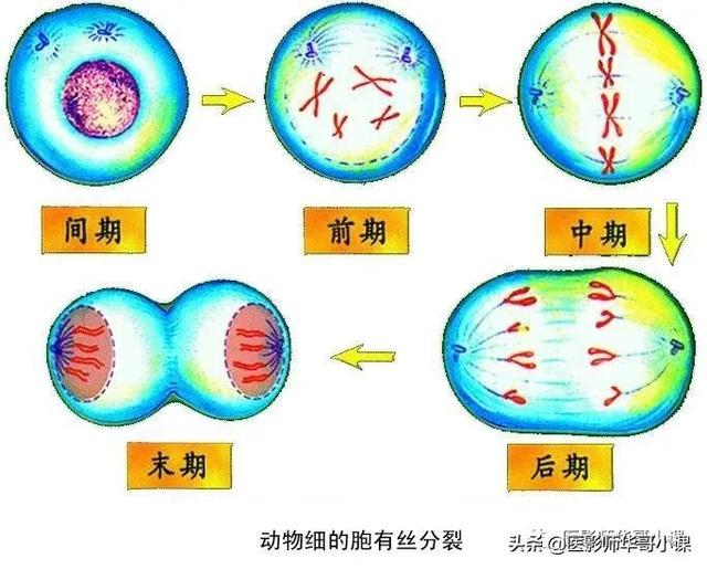 人体解剖学基础，人体解剖学基础知识学什么（基础知识之人体解剖学基础）