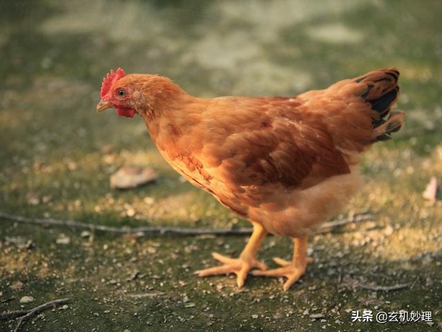 今日属兔的财运，属兔2022年2月14日运势（明天这几个生肖步步生财）