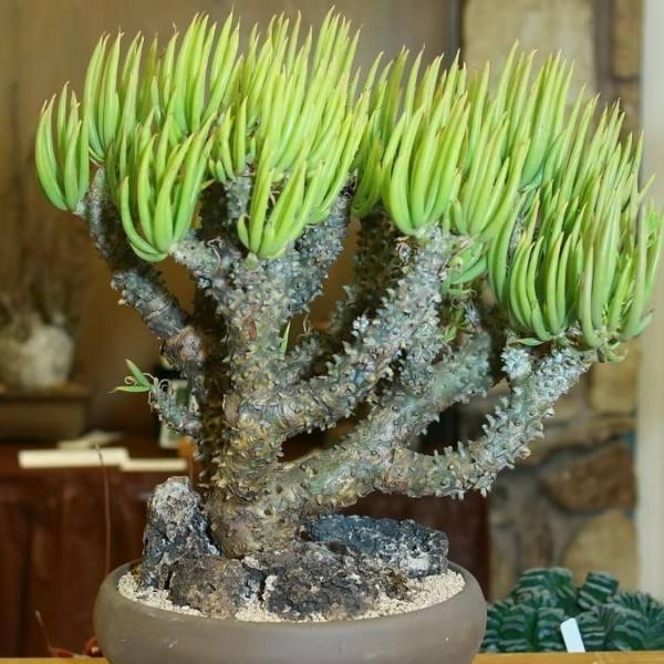 67种有毒多肉，这些多肉谨慎买