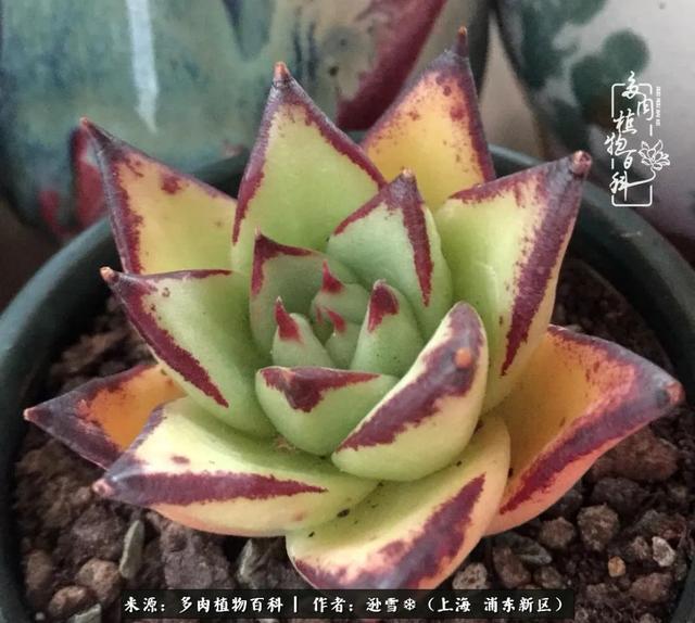 多肉植物图片，感恩相遇，余生相互关照（若绿多肉植物图片）