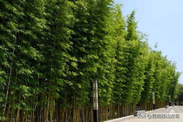 草本植物有哪些，你看到的竹子原来不是“树”（开花的草本植物有哪些）