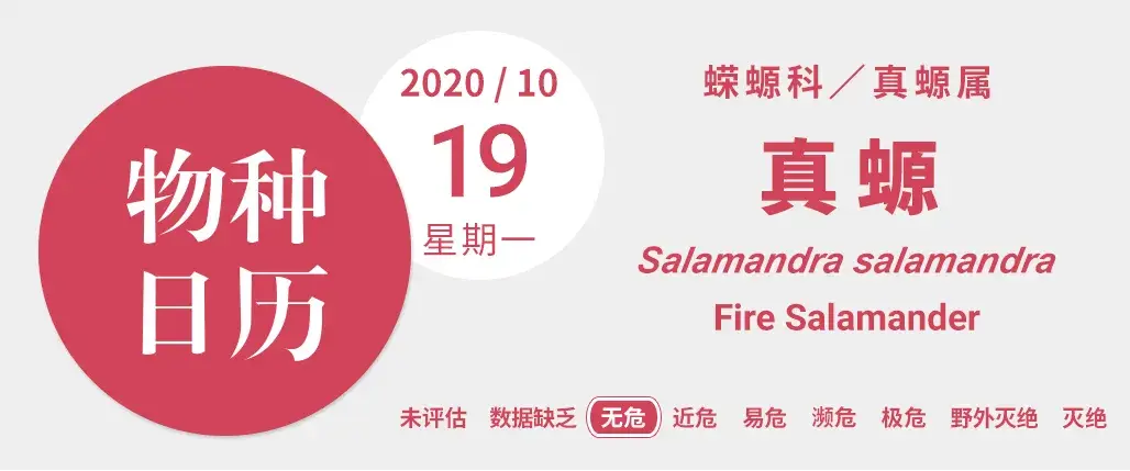 火蝾螈：神秘两栖生物，身披火焰纹路，栖息林间溪畔，兼具毒性与再生奇能