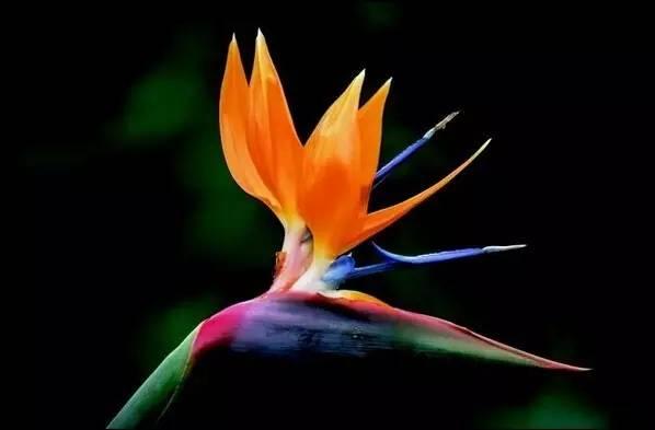 各种花的花语，各种花的花语爱情（史上最全花语大全）