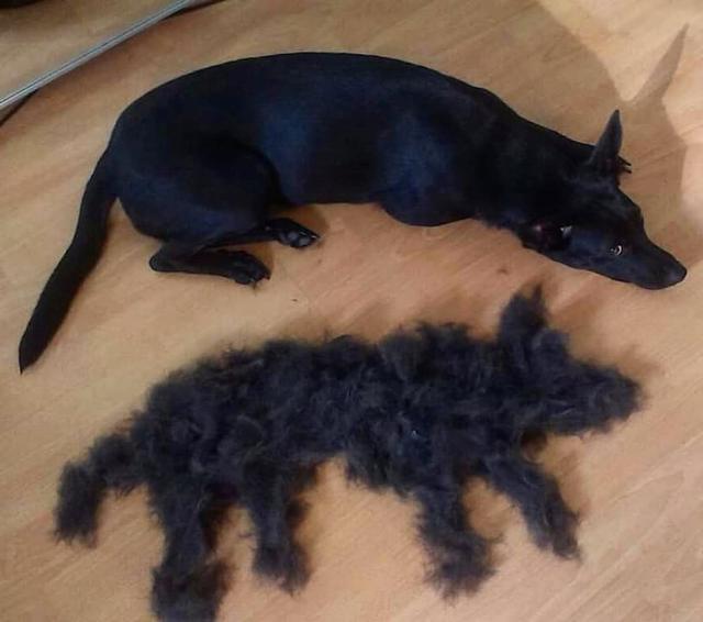 狗子啥时候掉毛严重，为什么狗狗在冬天掉毛特别多