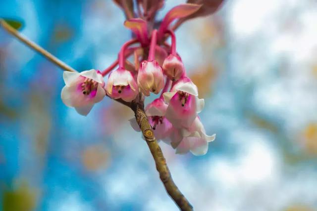 野生吊钟花什么时候开花，吊钟花结果吗（鲜艳的春节红已提早报春）