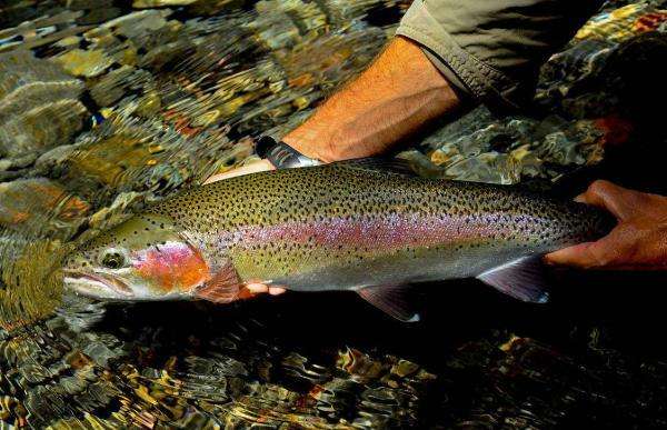 虹鳟鱼冒充三文鱼图片(三文鱼) - 去钓鱼