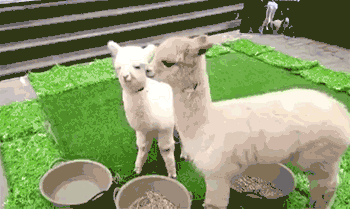 扑街是什么意思，电影扑街是什么意思（hāo羊毛、kuǎi一勺…这些常说的字你会写几个）