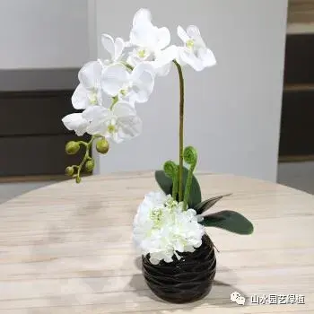 蝴蝶兰花语大全，各种颜色的蝴蝶兰花语