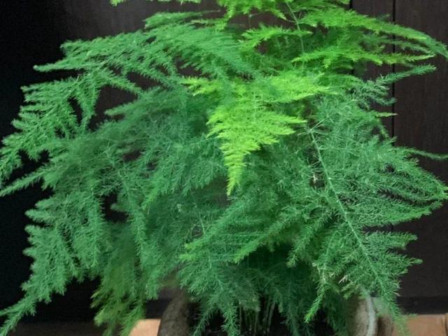 瓜子属于坚果吗，瓜子花生属于坚果类吗（给花吃点瓜子）