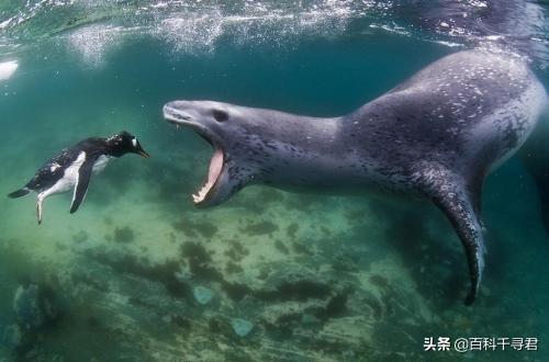 企鹅是哺乳动物吗，企鹅是哺乳动物吗?怎么喂奶（这里生活着全球最多的食肉哺乳动物）