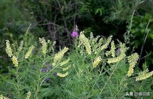 野生黄芪图片，黄芪图片野生黄芪什么样子（农村人看到熟视无睹的黄芪）