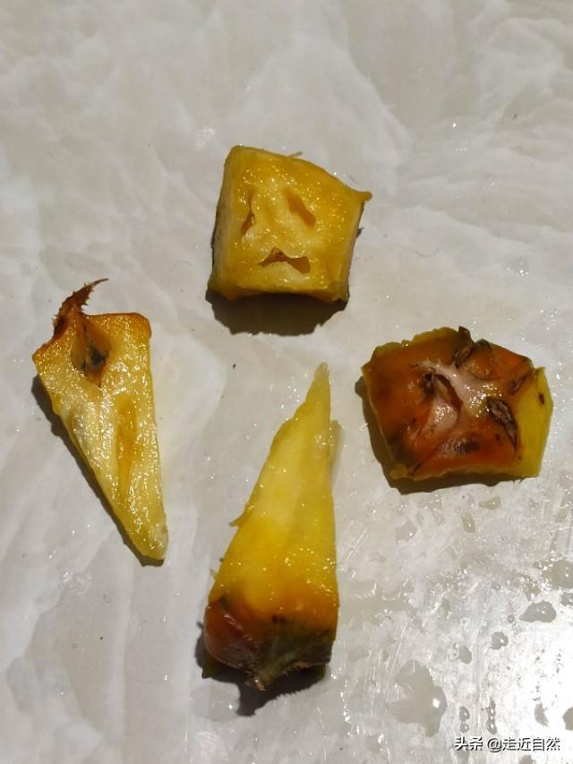 菠萝的种子是什么，菠萝的种子是什么?怎么种（菠萝是一个果实吗）