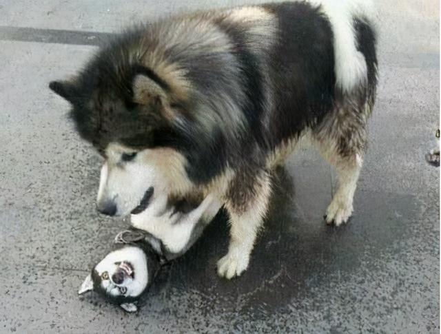 阿拉斯加和哈士奇的区别，阿拉斯加和哈士奇的区别哪个聪明