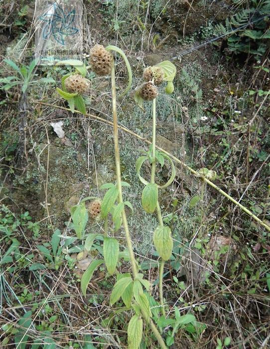 绣球防风,见过吗?治梅毒,癣疮,皮疹