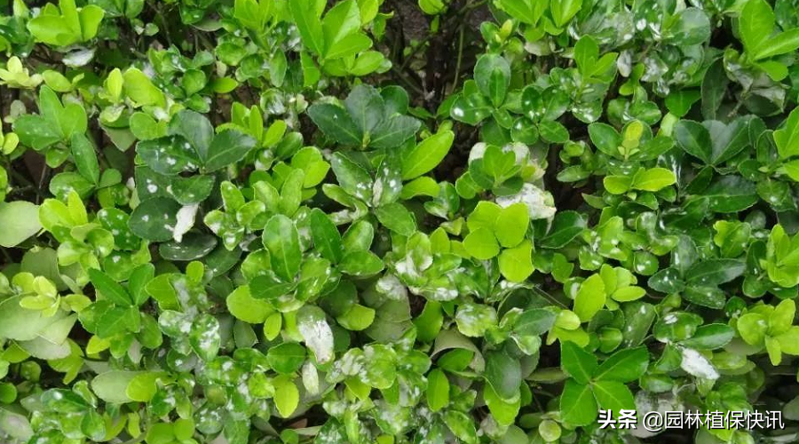 大叶黄杨白粉病，大叶黄杨病害怎样防治（大叶黄杨常见病害防治）