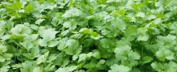 香菜怎么种，香菜怎么种才能出的快（香菜怎么种植容易发芽）