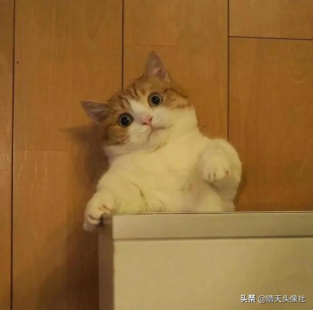 萌宠头像微信，萌宠头像（正如晚来的你皆是笑意）