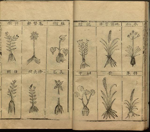 本草纲目全书带图，李时珍本草纲目全书（李时珍著《本草纲目》附图卷）