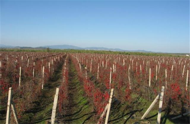 五味子种植技术与栽培管理，五味子的栽培技术和管理（让你轻松学会种植）