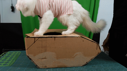 如何用最简单的材料给猫咪做玩具，如何用最简单的材料给猫咪做玩具熊（网友给家里的猫打造纸箱坦克）