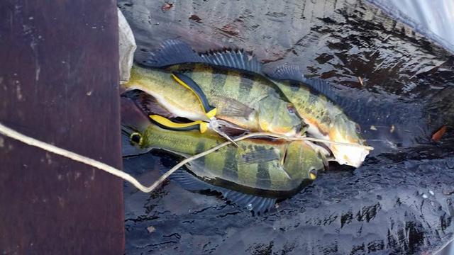 帝王三间和巴西亚鱼有什么区别，巴西亚鱼与皇冠三间鱼有什么区别（也许等不到中国钓鱼人就被消灭光了）