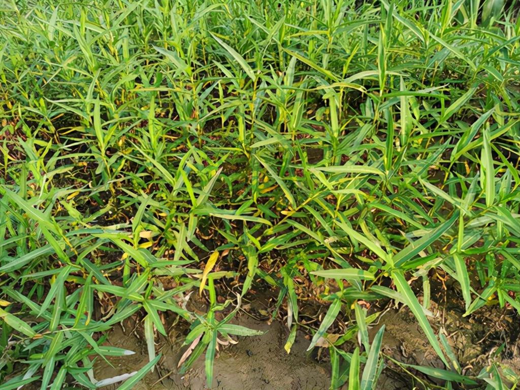 砂引草(牤牛蛋)51.狗娃花50.小蓬草49.艾(艾蒿)48.地肤(扫帚菜)47.