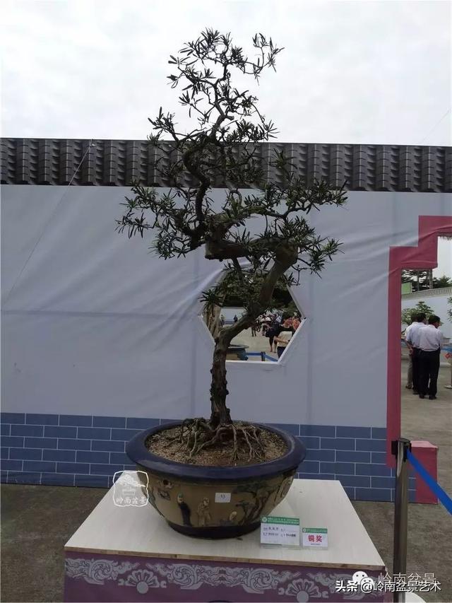 台湾罗汉松，飘逸优雅的海岛罗汉松盆景（台湾罗汉松的养殖方法和注意事项）