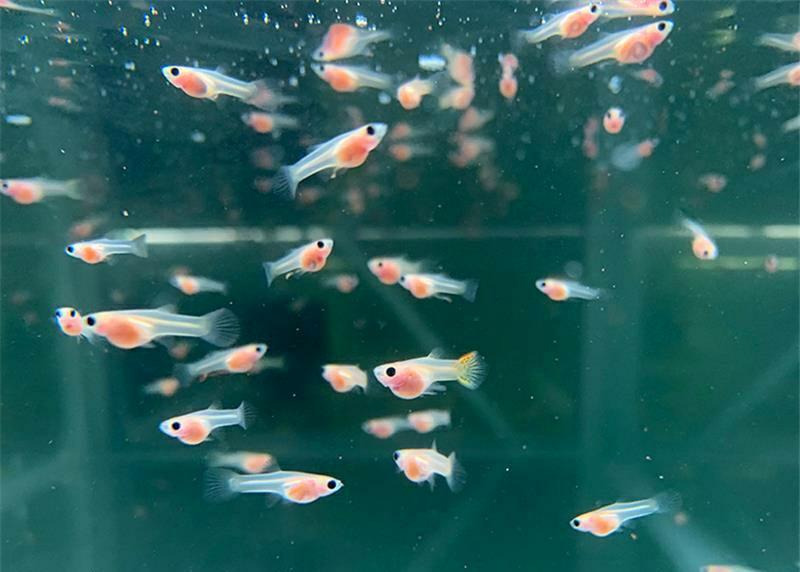 第四,孔雀鱼幼鱼的饲养