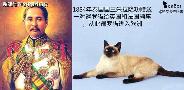 暹罗国是哪个国家（猫界变色龙：暹罗猫）