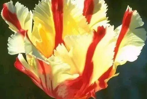 国花是什么，世界各国国花<第一辑>（俄罗斯的国花是什么）