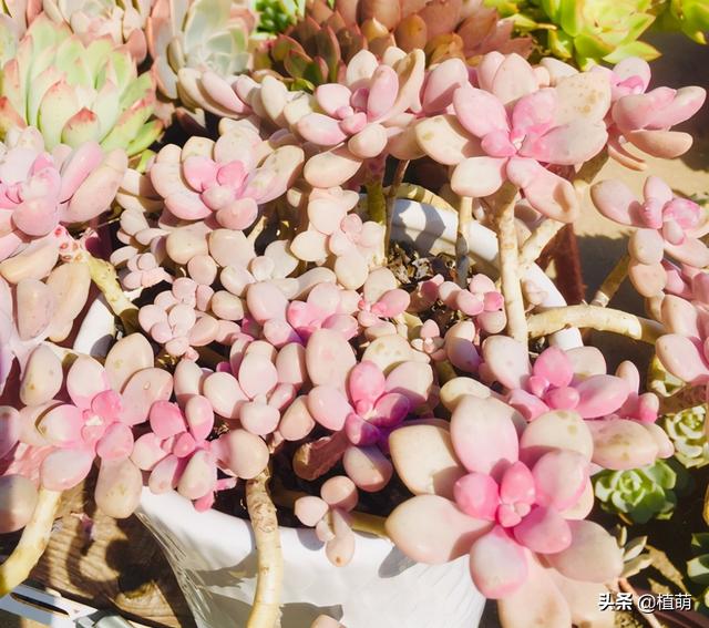 为什么我的多肉植物艾伦一直不长，多肉艾伦变绿（一样能养出粉色的艾伦）