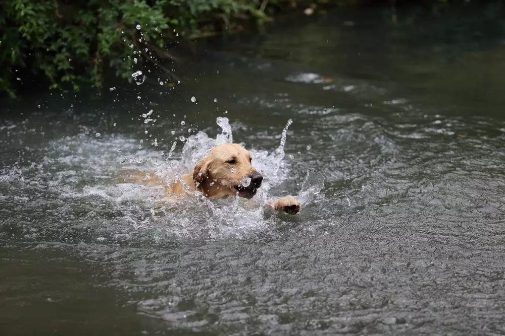 荷兰水猎犬多少钱 水猎犬多少钱一只