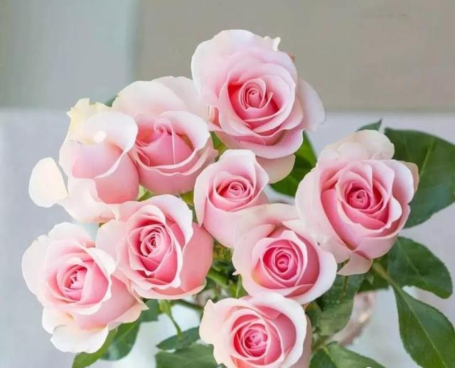 玫瑰花的外貌描写，描写玫瑰花样子的句子有哪些（花形艳丽多姿、名字高贵典雅）