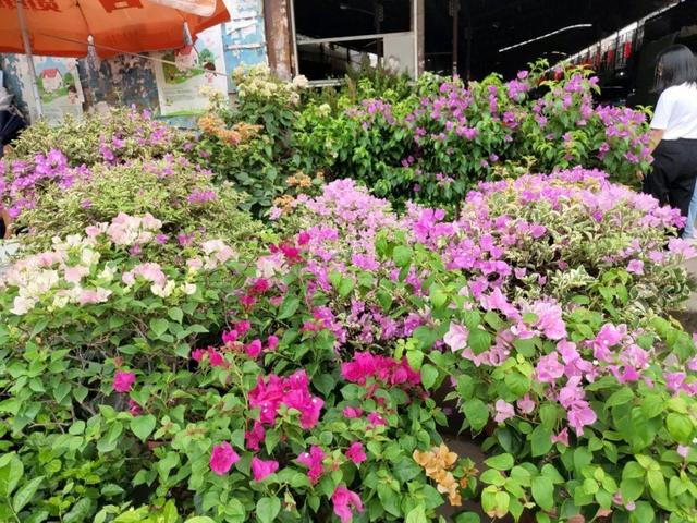 荷花最好看的品种是什么，这花最好看、最好养