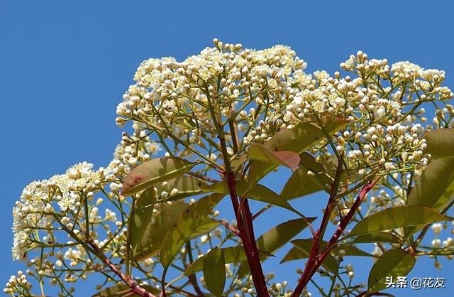石楠花，石楠花——花中污王（石楠花的味道是什么梗）