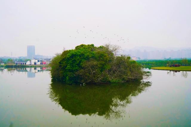 温州三垟湿地的历史，探寻传说中的161座小岛