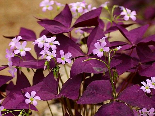 各种花的介绍资料，各种各样的花的介绍（花美叶也美的3种植物）