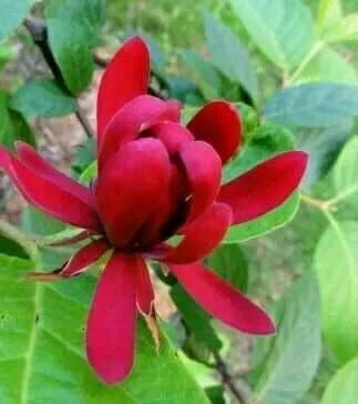 夏腊梅，美国夏腊梅，这种国家珍稀花正是结果期（美国夏腊梅什么价格）