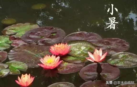 小暑大暑是什么意思，小暑大暑是什么意思阳历（小暑节气将至，小暑是什么意思）