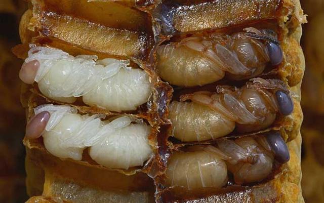 蜂蛹的功效与作用，蜂蛹的作用与功效是什么（蜂蛹的功效与作用及食用方法最新蜂蛹价格多少钱一斤）