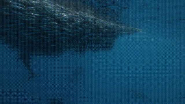 白金枪鱼是什么鱼，白金枪鱼和红金枪鱼哪个贵（天价蓝鳍金枪鱼及其背后的秘密）