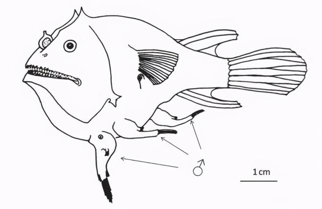 雄鱼是什么鱼，雄鱼是什么鱼市场价格（竟将自己变成雌性身上的器官）