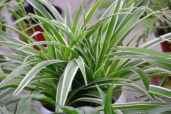 吊兰可以晒太阳吗，吊兰要不要晒太阳（春天养吊兰是“多”晒太阳好）