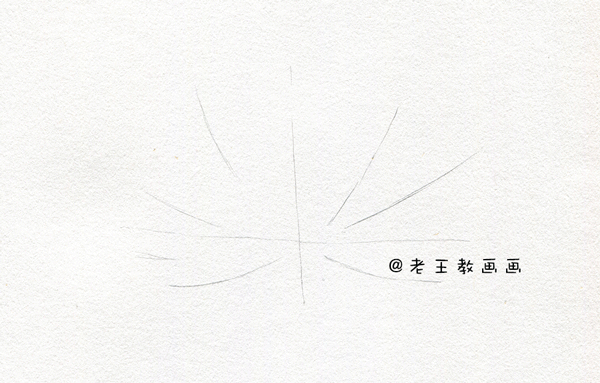 素描荷花的画法步骤，素描荷花（非常简单的素描教程）