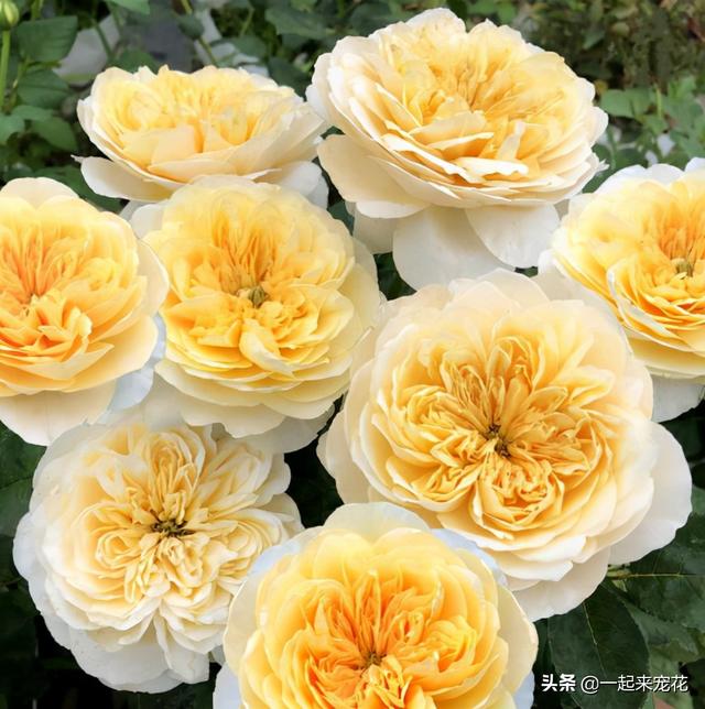 月季花有几种颜色，月季花是什么颜色（盘点10款经典的月季花）