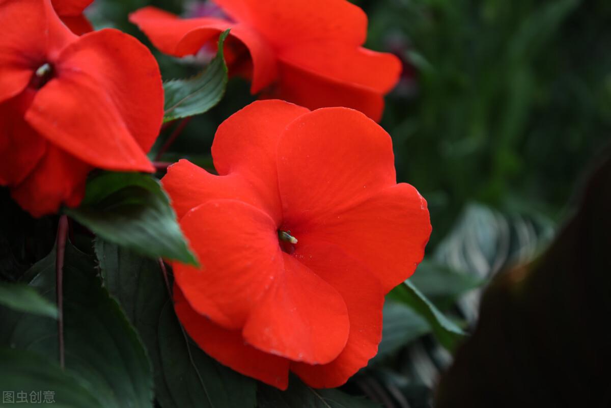 俗称指甲花的凤仙花
