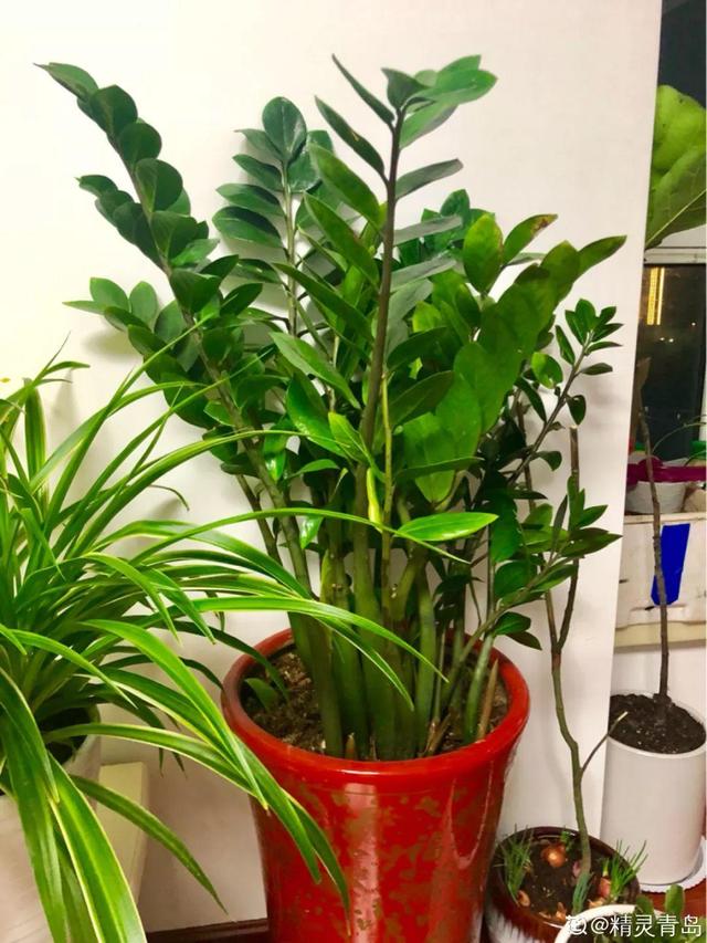 鹅掌柴的作用与功效，鹅掌柴的功效与作用（一养就能养20年）