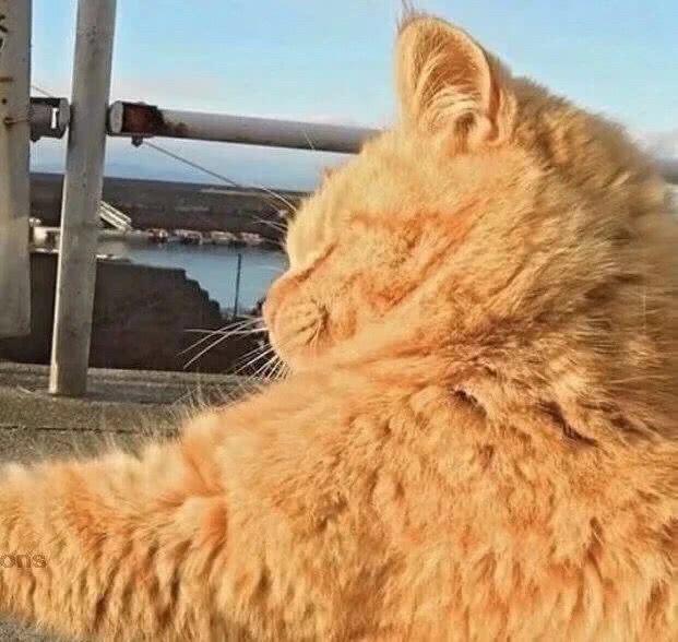 笑到窒息的沙雕情侣头像，搞笑，沙雕情侣头像微信（沙雕情侣们最爱的情侣头像）