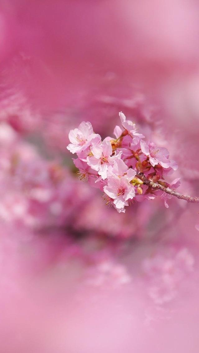 粉色樱花背景图,粉色樱花背景图片(粉色系壁纸,风景壁纸)