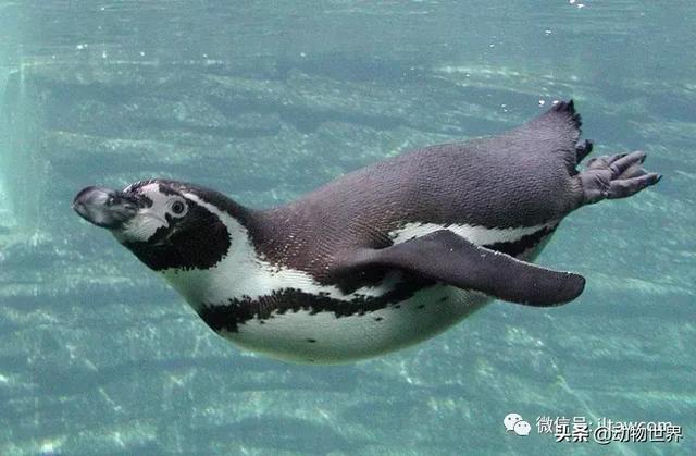 企鹅都有哪几种分别生活在哪里呢，企鹅都有哪些（详解世界上的18种企鹅<一>）